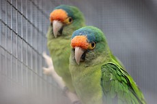 Papoušcí ZOO Bošovice