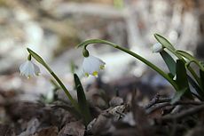 BLEDULE JARNÍ V ÚDOLÍ CHLÉBSKÉHO POTOKA