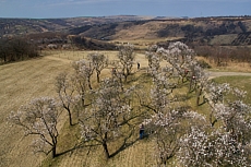 Mandloňový sad Hustopeče