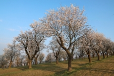 Mandloňový sad Hustopeče