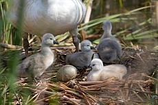 Labuťata na Srpku 2018