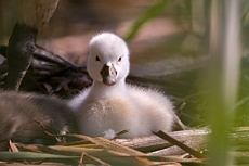 Labuťata na Srpku 2018