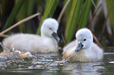 Labuťata na Srpku 2018