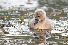 Labuťata na Srpku 2018