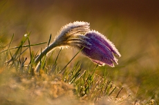 Koniklec Velkokvětý