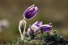 Koniklec Velkokvětý