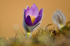 Koniklec Velkokvětý