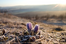 Malhostovická pecka