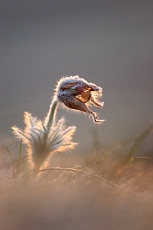 MALHOSTOVICKÁ PECKA