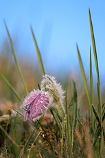 MALHOSTOVICKÁ PECKA