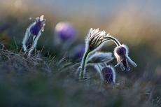 Malhostovická pecka